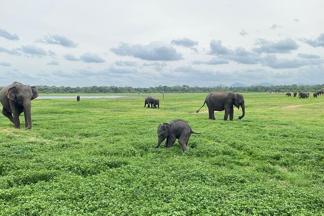 Private Safari Tours in Minneriya National Park - Birdlife and the smaller park residents