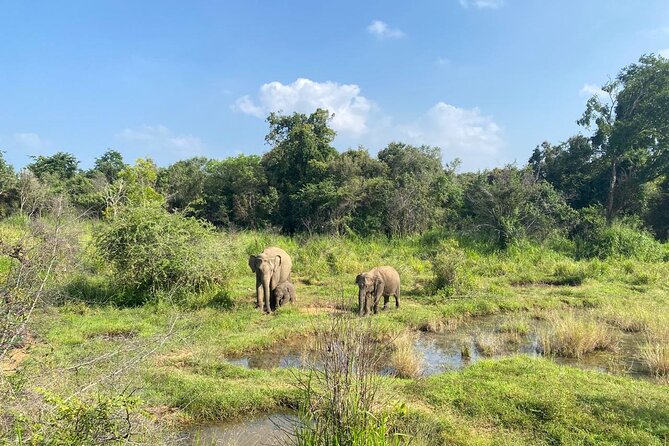 Private Safari Tours in Minneriya National Park - Private travel from Sigiriya
