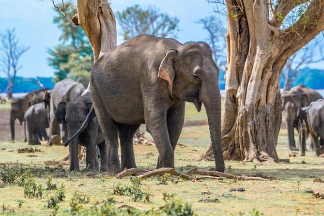Private Safari Tours in Minneriya National Park - Price, park fees, and what you really pay