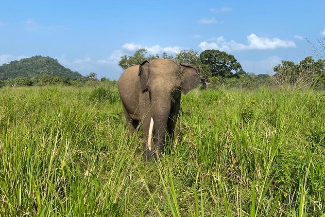 Private Safari Tours in Minneriya National Park - Who will enjoy this safari most