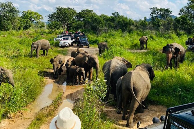 Private Safari Tours in Minneriya National Park - Practical details before you reserve