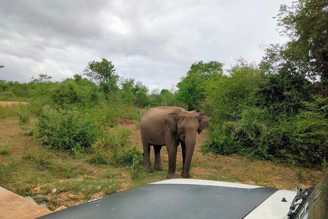 Private Tour: Udawalawe National Park Safari - Why Udawalawe works so well for a first safari