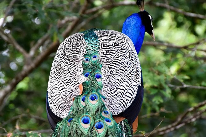 Private Tour: Udawalawe National Park Safari - Elephants, buffalo, crocodiles, and birdlife