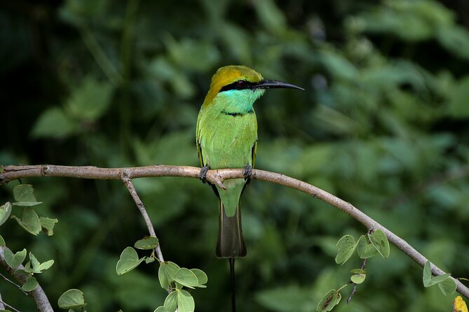 Private Tour: Udawalawe National Park Safari - Food choices and the real cost of the tour