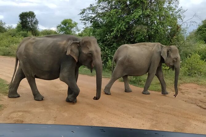 Private Tour: Udawalawe National Park Safari - Who will enjoy this safari most