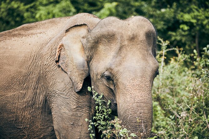 Private Tour: Yala National Park Safari - Why Yala is worth the early start