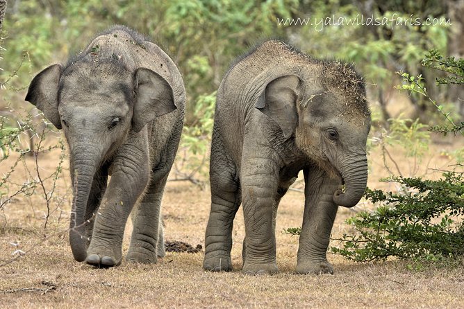 Private Tour : YALA National Park with Experienced Driver and Guide - The driver-guide can make or break the day