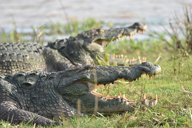 Private Tour : YALA National Park with Experienced Driver and Guide - Private transport changes the pace