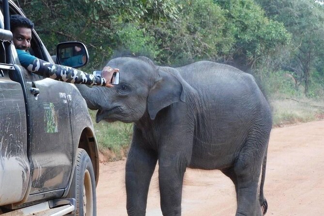 Private Tour : YALA National Park with Experienced Driver and Guide - Wildlife viewing is exciting, but never certain