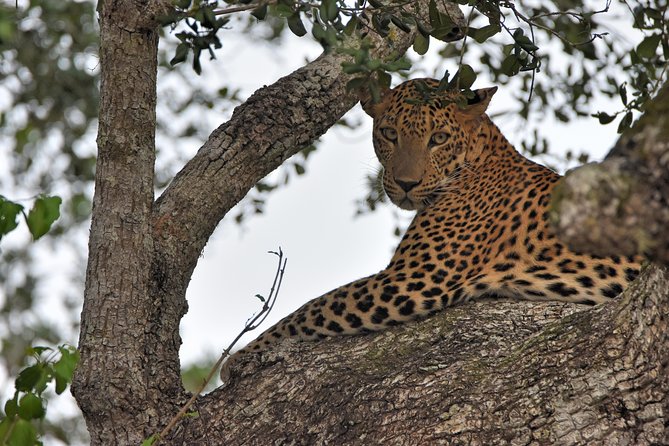 Private Tour : YALA National Park with Experienced Driver and Guide - Is $100 per person good value?
