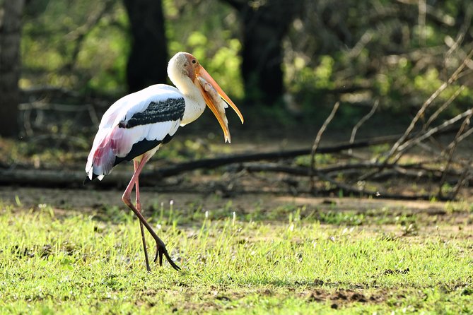 Private Tour : YALA National Park with Experienced Driver and Guide - What to bring and plan before pickup