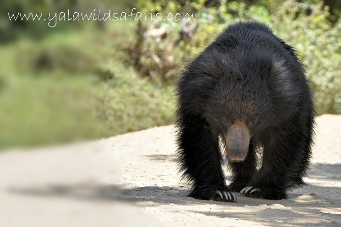 Private Tour : YALA National Park with Experienced Driver and Guide - A full day gives wildlife more chances