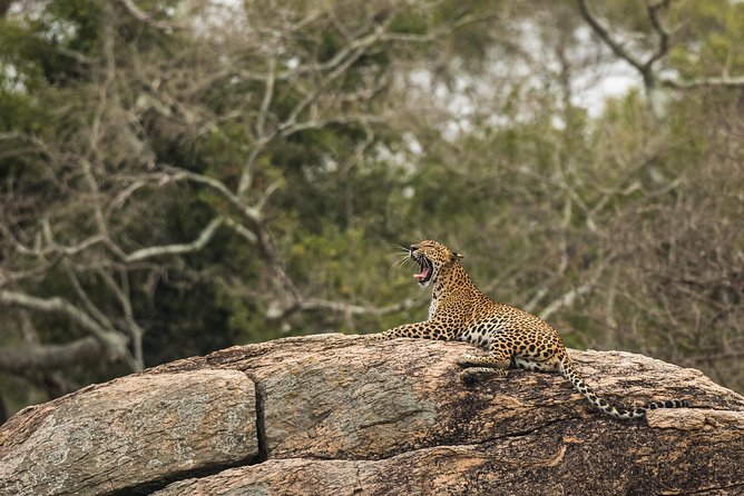 Private Tour : YALA National Park with Experienced Driver/Guide - Starting before sunrise for Yala’s best hours