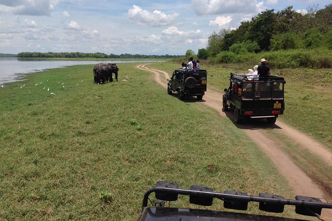 Private Trip to Sigiriya, Dambulla & safari from Colombo/ Negombo - Minneriya safari: the day’s biggest wildlife gamble