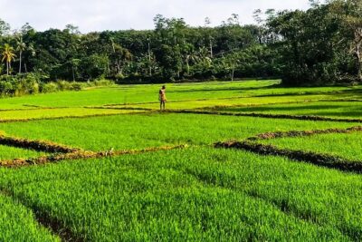 Private Tuk-Tuk Village Tour – From Bentota Hotels