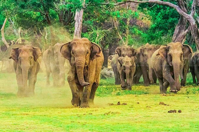 Private Udawalawa Safari Plus Elephant Transit Home Day Trip - The morning plan: 8:00 a.m. to early evening