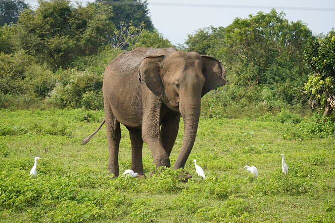 Private Udawalawe Safari Tour with Elephant Transit Home - Key points to know before booking