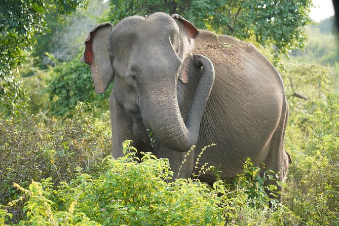 Private Udawalawe Safari Tour with Elephant Transit Home - Is $172.75 per person fair value?