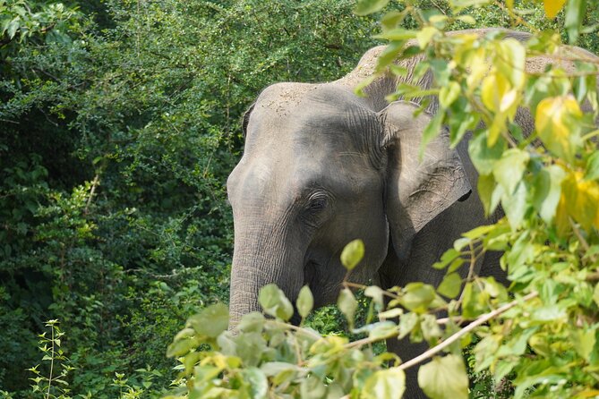 Private Udawalawe Safari Tour with Elephant Transit Home - Three hours among Udawalawe’s elephants