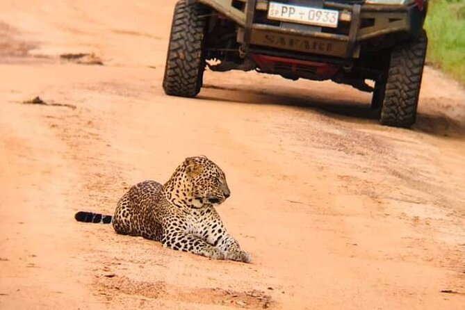 Private Wilpatu National Park Leopard safari from Colombo/Negambo - Key points to know before booking