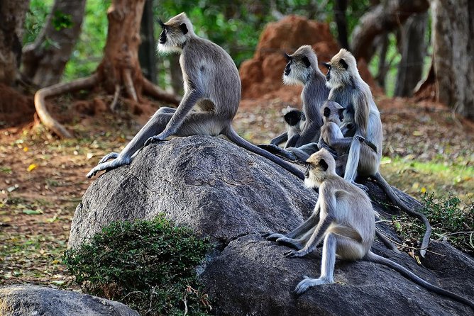 Private Yala Safari Day Trip & Exclusive Beach BBQ Dinner - The schedule from hotel pickup to return