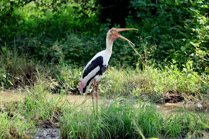 Private Yala Safari Full or Half Day Leopard Tour - What a full-day outing includes