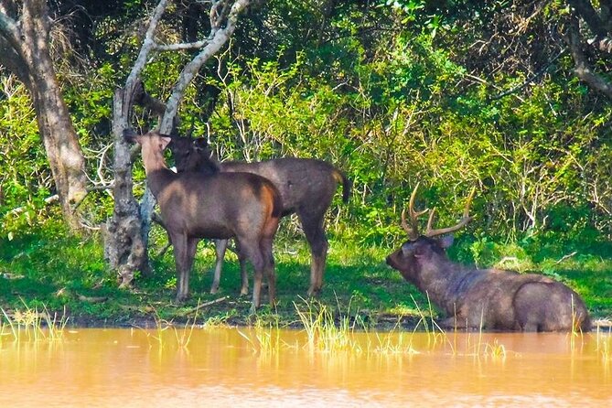 Private Yala Safari Full or Half Day Leopard Tour - Who will enjoy this safari most