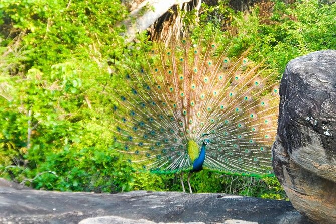 Private Yala Safari Full or Half Day Leopard Tour - Booking timing, tickets, and cancellation