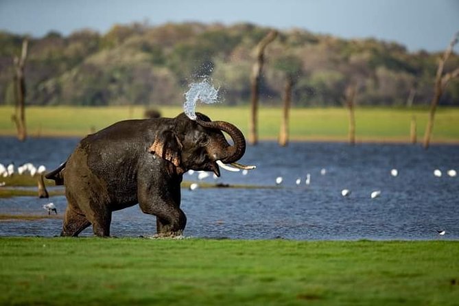 Rangiri Jeep Safari Sigiriya Lion Rock & Evening Jeep Safari - Key points to know before booking