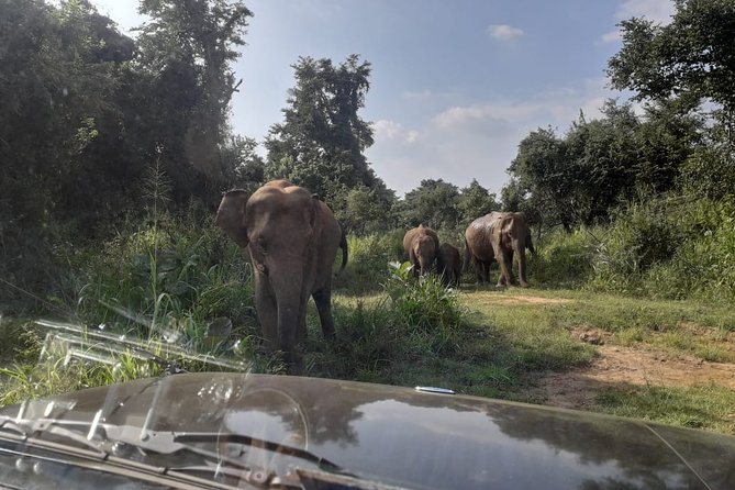 Rangiri Jeep Safari Sigiriya Lion Rock & Evening Jeep Safari - Pickup is the detail I would verify first