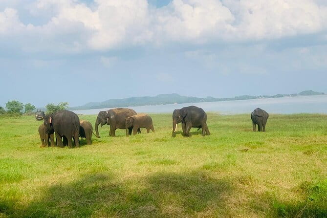 Safari Adventure in Minneriya national Park Sri Lanka - The 6:00 am start and hotel pickup