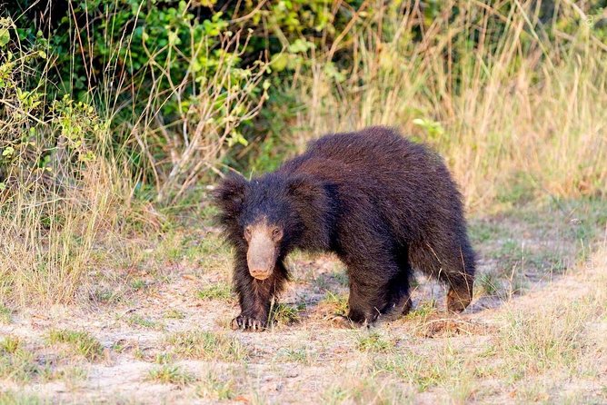 Safari at Wilpattu National Park from Negombo (All inclusive day tour) - Why Wilpattu makes this such a long day
