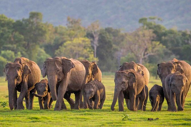 Safari Day Tour to Sigiriya Lion Rock and Golden Cave Temple - The long road day from Colombo