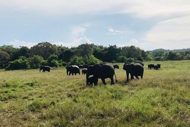 Safari Tour at Minneriya National Park - Choosing between Minneriya and Kaudulla