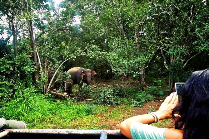 Safari Tour at Minneriya National Park - A private tour can be better value at $76