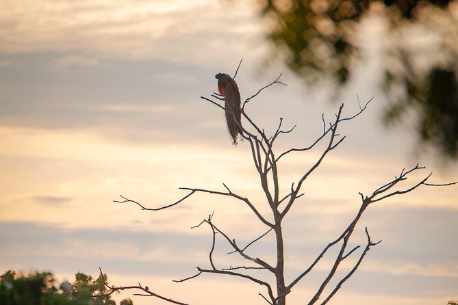 Safari tours in Udawalawa - Wildlife you may see in Udawalawe