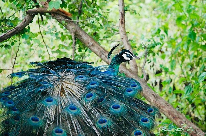 Safari tours in Udawalawa - The value of a private safari at $30