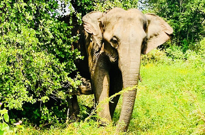 Safari tours in Udawalawa - Comfort, timing, and practical planning