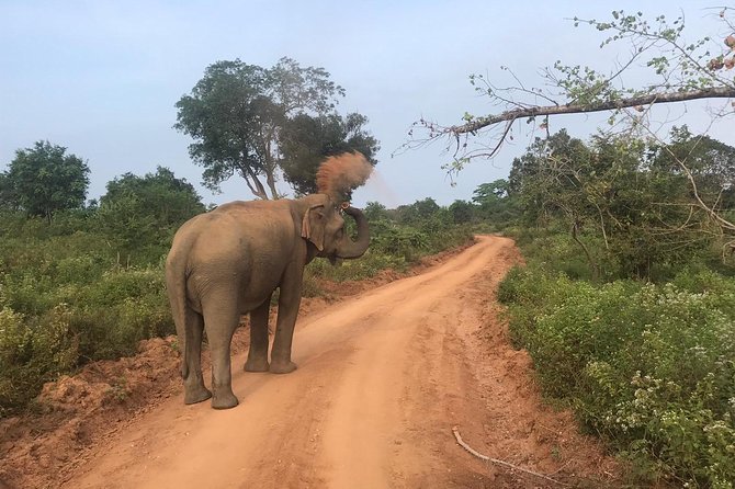 Safari with Sheran Udawalawe National Park - What you may see beyond elephants