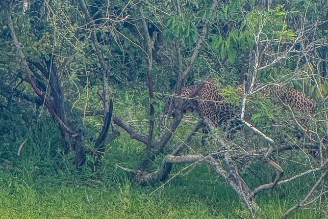 Safari with Sheran Udawalawe National Park - Binoculars, snacks, and the small comforts