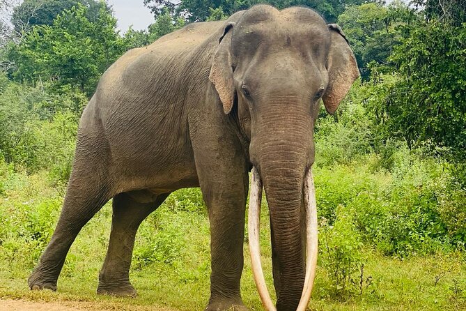 Safari with Sheran Udawalawe National Park - The real cost: $22 plus the park fee