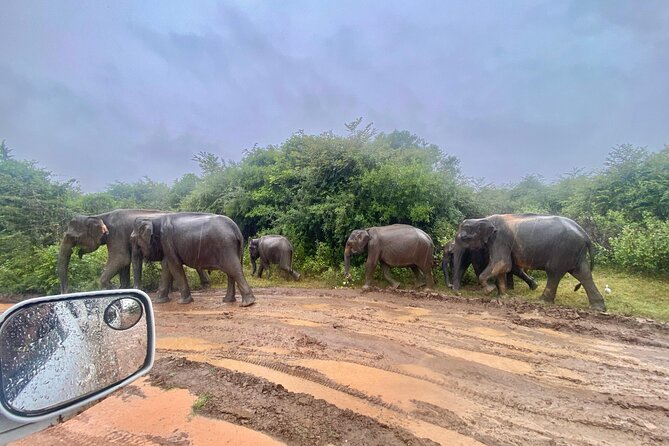 Safari with Sheran Udawalawe National Park - Who will get the most from this safari
