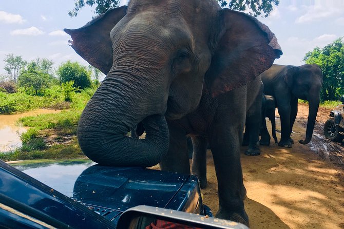 Safari with Sheran Udawalawe National Park - Booking, weather, and cancellation details