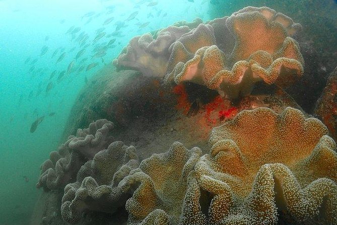 Scuba Diving For Beginners - Choosing between 6 meters and 12 meters