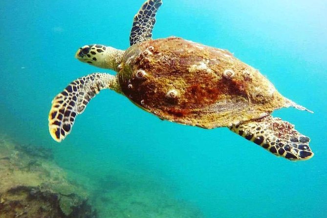 Scuba Diving in Mirissa - What you may see below the surface