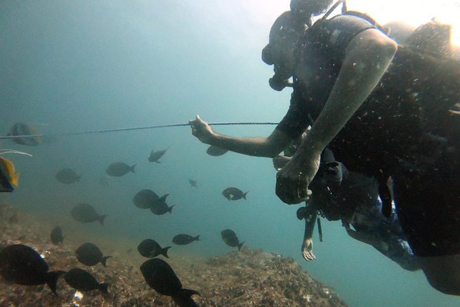 Scuba Diving in Mirissa - Is $111 a fair price?