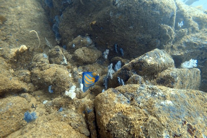 Scuba Diving in Mirissa - Who should book this activity
