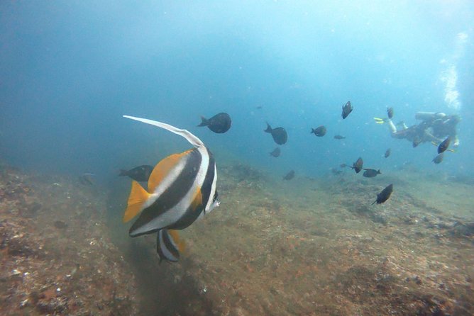 Scuba Diving in Mirissa - What is clear, and what you should ask