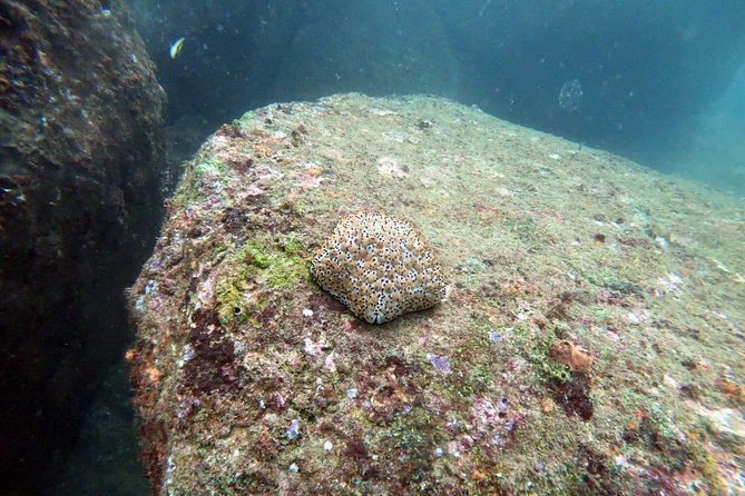 Scuba Diving in Unawatuna - Weather, timing, and the practical fine print