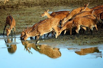 Shore Excursion Hambantota Port to Yala Safari and Come back(All Inclusive)